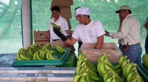 Los diez productos con potencial agroexportador en el Perú