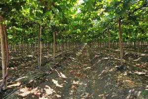 Los productores peruanos de uva de mesa esperan recuperarse en la campaña 2024