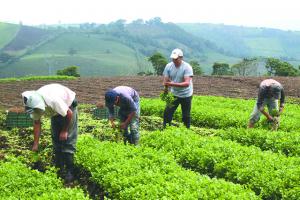 Los productos agrícolas van a escasear en Costa Rica