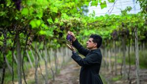 Los sacerdotes peruanos que producen pisco en Mala y ya venden en un supermercado