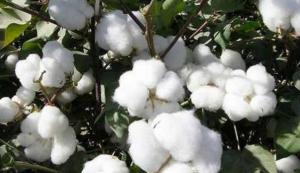 Luego de tres décadas, Perú sumará más áreas de cultivo de algodón, aunque precios preocupan