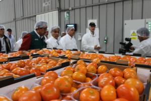 Luego de más de 10 años de gestiones, Japón abre sus puertas a la mandarina peruana