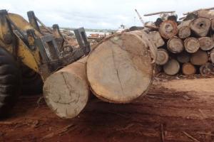 Madre de Dios: capacitarán productores en identificación de especies forestales maderables