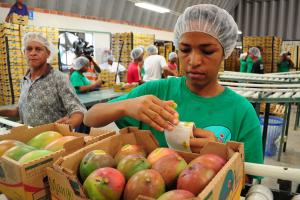 Mal clima en Estados Unidos y Europa provocan menor demanda de mango