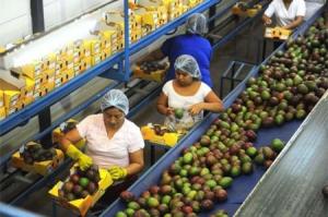 MAÑANA PRESENTARÁN MANUAL DE BUENAS PRÁCTICAS AGRÍCOLAS PARA EL MANGO