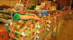 Mango peruano está en proceso de entrar a seis nuevos mercados