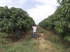 Mango peruano ya está notando los efectos del calor de El Niño