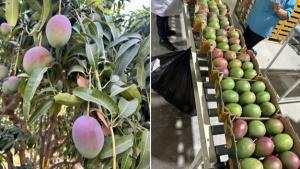 Mangos Kent ecológicos de Perú llegan a Estados Unidos