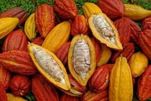 Más de 100.000 familias se dedican a la producción de cacao en Perú