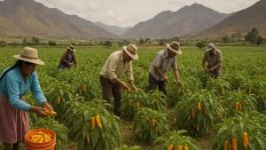 Más de 11 mil productores agrarios en Perú se dedican al cultivo de ajíes, pimientos y rocotos