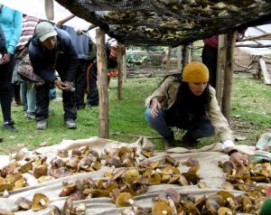 Más de 150 familias inician comercialización de hongos comestibles deshidratados