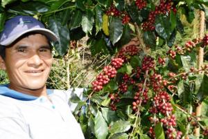 Más de 16.000 familias se benefician con cultivo de café orgánico en Piura