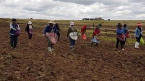 Más de 16.000 hectáreas en peligro por sequía en Puno