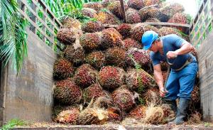 Más de 200 pequeños agricultores de Ucayali mejorarán su producción de palma aceitera y leche con apoyo del Minagri