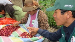 Más de 24.200 cafetaleros organizados fueron capacitados por el Senasa