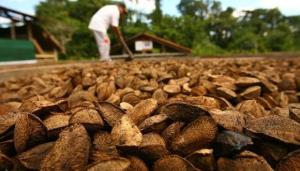 Más de 25.000 personas trabajan en la recolección, procesamiento y exportación de la castaña amazónica en nuestro país