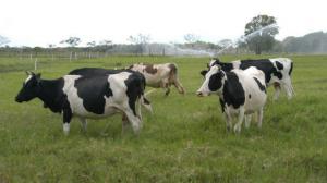 Más de 262 mil bovinos fueron vacunados en el 2016 para evitar la ‘rabia herbívora’