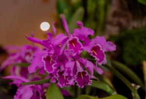 Más de 300 especies de orquídeas se encuentran amenazadas en el país