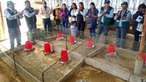 Más de 300 productores de Moquegua reciben equipamiento y capacitación para crianza de cuyes