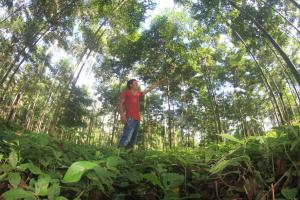 Más de 3000 productores podrán acceder al programa de financiamiento para plantaciones forestales por primera vez