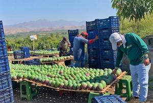Más de 4 mil agricultores de Áncash afectados por baja producción de mango