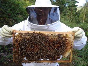 Más de 40 mil pequeños productores a nivel nacional se dedican a la apicultura