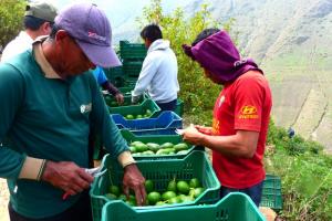 Más de 6 mil millones de dólares en exportación de palta Hass generó Perú en los últimos ocho años