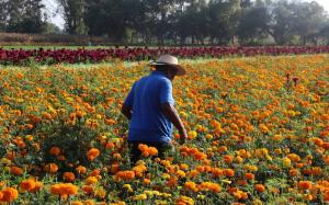 Más de 7 mil pequeños productores se dedican al cultivo de flores en nuestro país