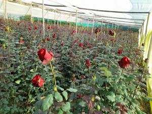 Más de 7 mil pequeños productores se dedican al cultivo de flores de corte y plantas ornamentales en Perú
