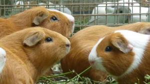 Más de 800 mil productores, principalmente mujeres, se dedican a la producción de cuyes