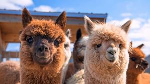 Más de 90 mil productores en Perú están involucrados en la crianza y producción de fibra de alpaca