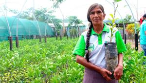 Más de mil familias serán beneficiadas con la entrega de plantones de cítricos