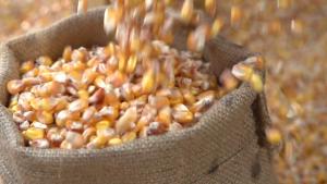 Más del 70% de exportaciones peruanas de legumbres y hortalizas secas se dirigió a Alemania
