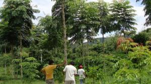 Más del 90 por ciento de la deforestación se debe a la agricultura de supervivencia