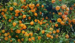 Mayor oferta de mandarina en Europa frena expectativa de productores peruanos de esa fruta
