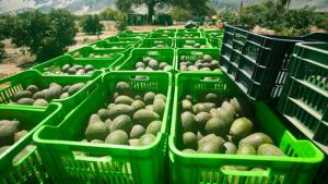 Mayor precio por la palta contrarresta la caída del volumen exportado en julio de 2024