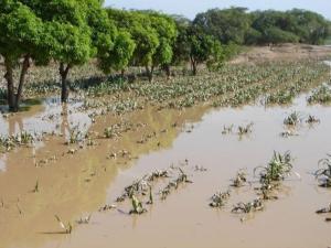 Mayoría de agroexportadoras carecen de seguros permanentes ante catástrofes