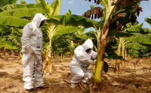 Medidas preventivas para resguardar producción de plátano en Jaén y San Ignacio