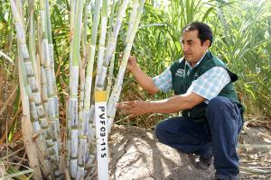 Mejoran producción de panela orgánica en valles interandinos de Piura, Lambayeque y Cajamarca