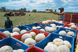 MELÓN DE HONDURAS A PUNTO DE ENTRAR AL MERCADO JAPONÉS