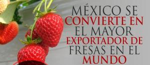 México desplazó a España como principal exportadora de fresas del mundo en 2022