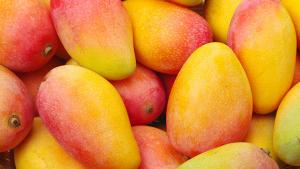 México ha batido récord de producción de mango en 2023