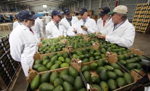 México supera a Canadá y se convierte en el principal exportador agrícola a Estados Unidos