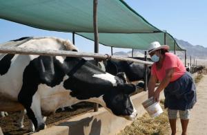 Midagri aprobó póliza de seguro pecuario que alcanzará a alrededor de 83 mil ganaderos del país