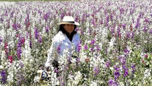 Midagri aprueba Plan de Desarrollo de la Cadena de Flores al 2030
