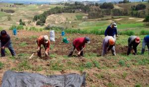 Midagri crea “Grupo de Trabajo Sectorial para el desarrollo del sector agrario y de riego en el marco de la II Reforma Agraria”