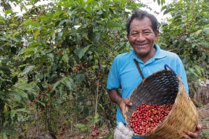Midagri: El 95% de la producción nacional de café se destina a la exportación y el resto al consumo interno