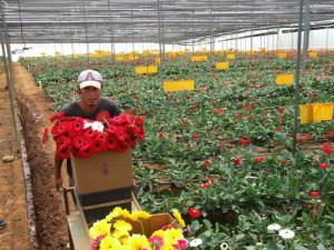 Midagri en camino de aprobar plan de desarrollo nacional para el sector floricultor