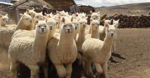 Midagri fija cuotas de exportación de alpacas y llamas para el 2022