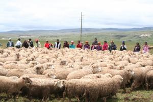 Midagri instaló Grupo de Trabajo para mejorar la producción y rentabilidad del sector ovino